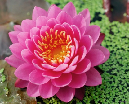 Нимфея Fire opal