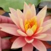 Nymphaea Colorado