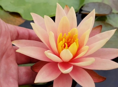Nymphaea Colorado