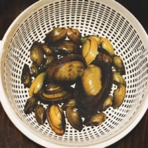 Мидия пресноводная – Фильтратор для водоёма