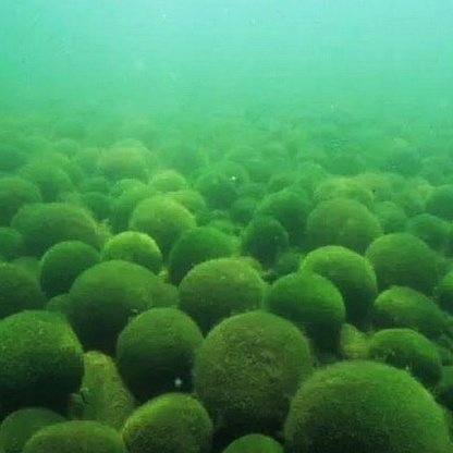 Кладофора шаровидная под водой