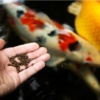 Универсальный тонущий корм для рыб в гранулах