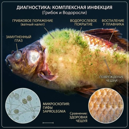 Костиоз - бактериальное заболевание
