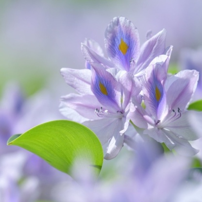 Эйхорния прекрасная фото цветка