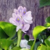 водный гиацинт эйхорния цветок