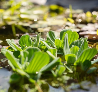 Водная роза плавающая