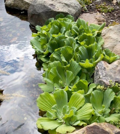 Водный салат-пистия в пруду