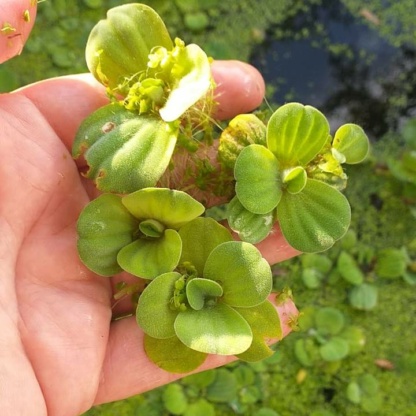 Плавающие растения для украшения прудов