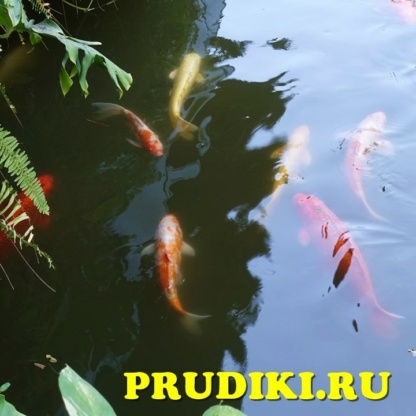зимующие карпы кои