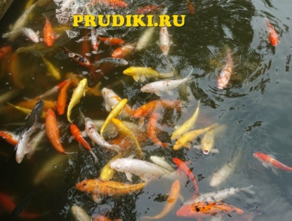 Красивые, зимующие живые рыбки в пруду