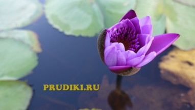 цветок водной кувшинки фиолетовой