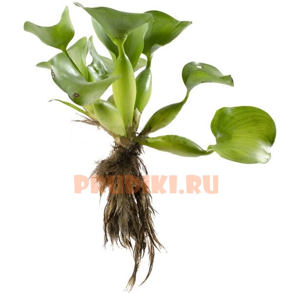 water-hyacinth-eichhornia-crassipes-plant