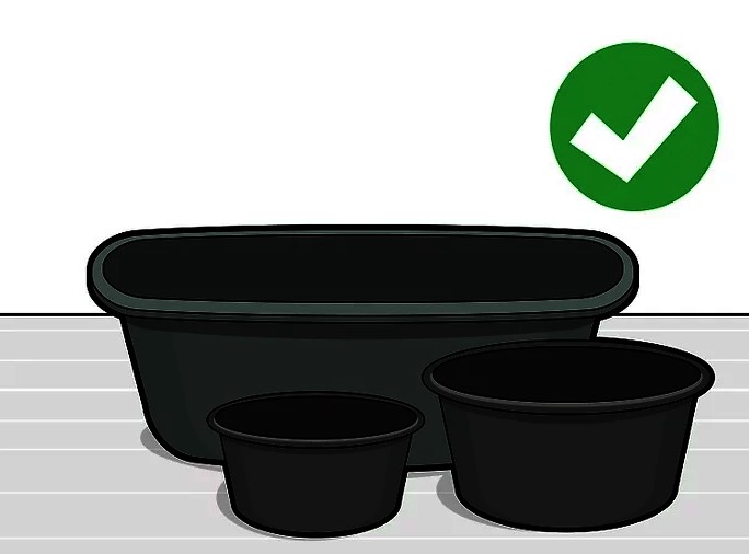 Как сажать лотос в пруд? Как выращивать лотос (Nelumbo) дома и в водоёме?