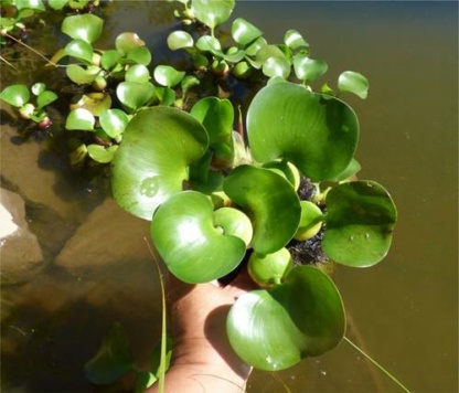 Водный гиацинт из Подмосковья