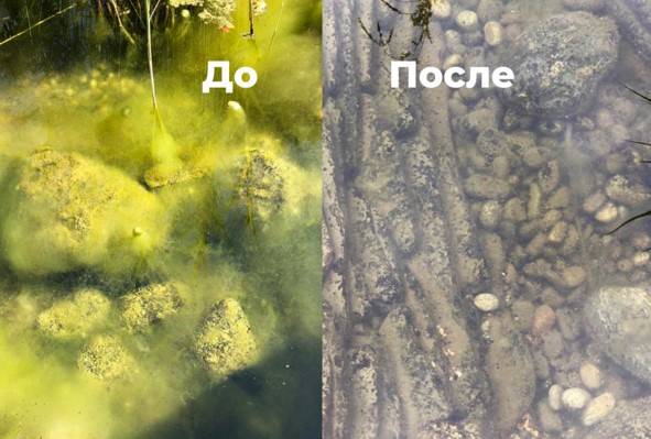 Быстрое и безопасное избавление от водорослей в пруду