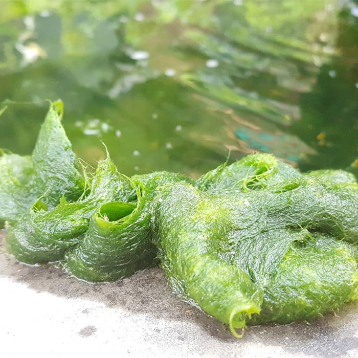 Пруд зарастает зелёными нитчатыми водорослями, какой препарат добавить?