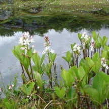Вахта трёхлистная (Menyanthes trifoliata)