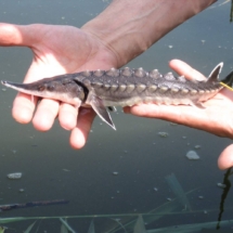 Осётр для пруда из питомника купить