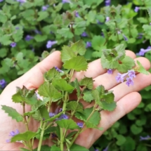 Водная мята - это украшение для водоёмов