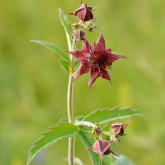 Comarum palustre сабельник болотный