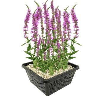 Lythrum salicaria Дербенник иволистный