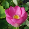 Nelumbo-nucifera-var-komarovii