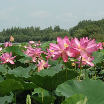 Лотос зимующий (Комарова, Nelumbo komarovii) – Семена – 3 шт.
