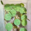 Лотос зимующий (Комарова, Nelumbo komarovii)