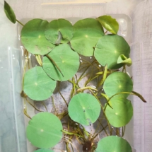 Лотос зимующий (Комарова, Nelumbo komarovii)