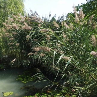 Phragmites australis