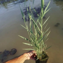 Phragmites-australis тростник южный обыкновенный