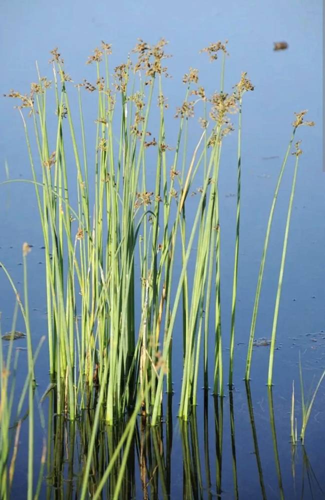 Schoenoplectus lacustris