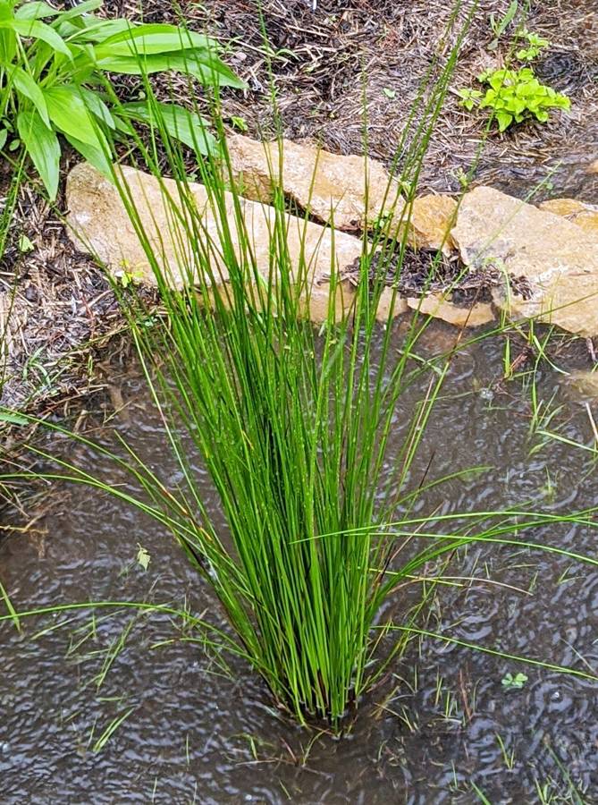 Juncus effusus Ситниг