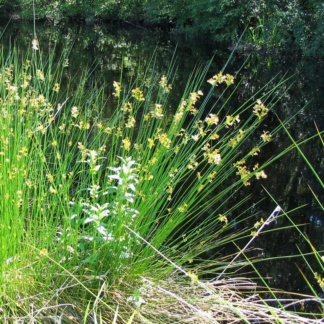 Juncus effusus Ситниг для украшения водоёма