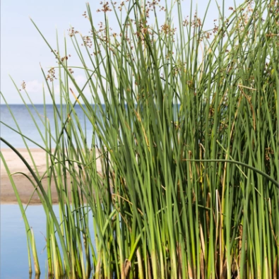 Камыш озёрный - растение для украшения и очистки пруда