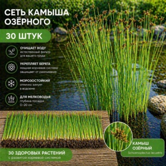 Схеноплектус озерный - Трубчатая листва - сет 30 шт. (под заказ 3-7 дн.)