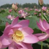 nelumbo-komarovii - лотос комарова продажа семенами для проращивания