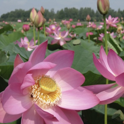 nelumbo-komarovii - лотос комарова продажа семенами для проращивания