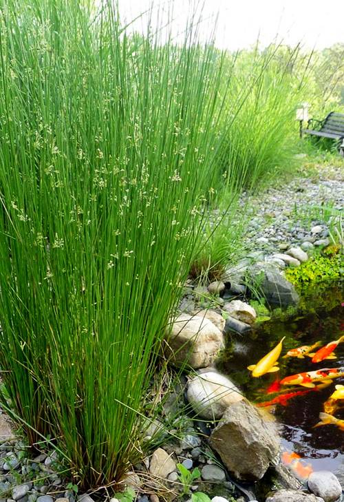 Juncus effusus Ситниг