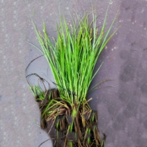 Ситник развесистый (Juncus Effusus)