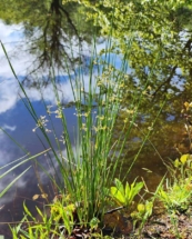 juncus-effusus Ситниг