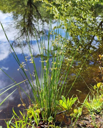 juncus-effusus Ситниг