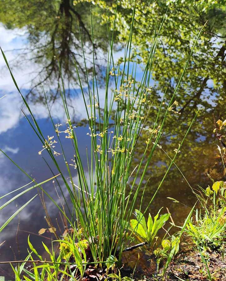 Juncus effusus Ситниг