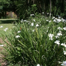 белые ирисы для дачи и прудов