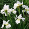 iris-sibirskii-furvold-vait-fourfold-white