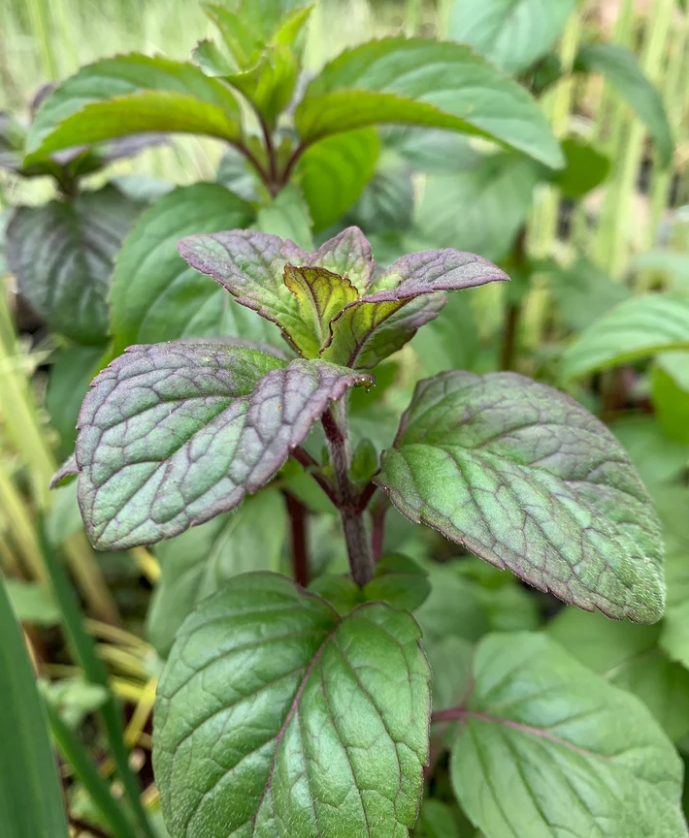 Mint-Water-Mentha aquatica - Водная мята - береговое растение для прудов
