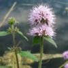 Mint-Water-Mentha aquatica - Водная мята - береговое растение для прудов