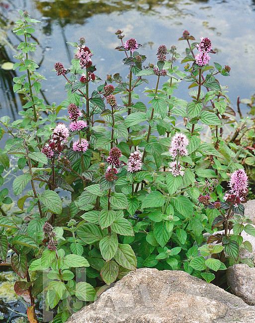 Mint-Water-Mentha aquatica - Водная мята - береговое растение для прудов