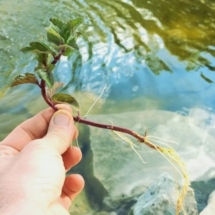 Mint-Water-Mentha aquatica - Водная мята - береговое растение для прудов