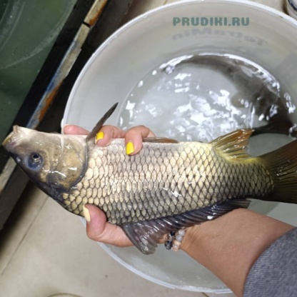 Карп для пруда - зарыбление водоёмов качественной рыбой.